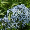 Amsonia tabernaemontana var. salicifolia (Eastern bluestar)