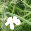 Silene latifolia (White campion)