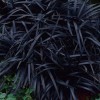 Ophiopogon planiscapus 'Black Beard' (Black mondo 'Black Beard')