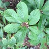             Rodgersia pinnata 'Chocolate Wing' (Feather leaf rodgersia 'Chocolate Wing')        