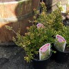             Calluna vulgaris 'Spring Torch' (Heather 'Spring Torch')        