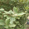Viburnum lantana (Wayfaring tree)