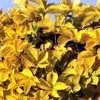 Parthenocissus quinquefolia 'Yellow Wall'