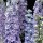 Delphinium 'Centurion Lilac Blue Bicolour' (Centurion Series)