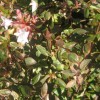 Abelia x grandiflora 'Sunshine Daydream' (Abelia 'Sunshine Daydream')