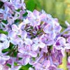 Syringa vulgaris 'Andenken an Ludwig Spath' (Lilac 'Andenken an Ludwig Spath')