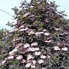Sambucus nigra f. porphyrophylla 'Black Tower' (Elder 'Black Tower')