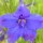 Delphinium 'Blue Pygmy'