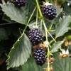 Rubus fruticosus 'Reuben' (Blackberry 'Reuben')