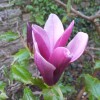 Magnolia liliiflora (Purple magnolia)