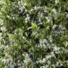 Trachelospermum jasminoides var. angustifolium (Star jasmine)