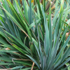 Yucca filamentosa (Needle palm)
