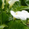Zantedeschia aethiopica (Arum lily)