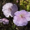 Geranium 'Lilac Ice' (Geranium 'Lilac Ice')