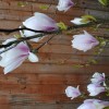 Saucer magnolia 'Brozzonii' (Magnolia x soulangeana 'Brozzonii')