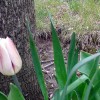 Tulips - black, white, pink, purple, pink-striped
