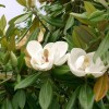 Magnolia grandiflora (Bull bay)
