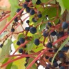 Parthenocissus tricuspidata (Boston ivy)