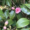Camellia 'Spring Festival' (Camellia 'Spring Festival')