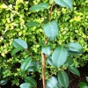 Camellia japonica 'Adolphe Audusson' (Camellia 'Adolphe Audusson')