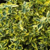 Euonymus fortunei 'Emerald 'n' Gold' (Spindle 'Emerald 'n' Gold')