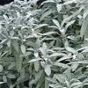 Salvia officinalis 'Nazareth'