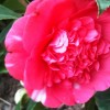Camellia japonica 'Elegans' (Camellia 'Elegans')