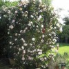 Camellia japonica 'Hagoromo' (Camellia 'Hagoromo')