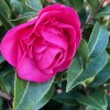 Camellia x williamsii 'Debbie' (Camellia 'Debbie')