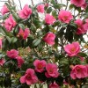 Camellia x williamsii 'Saint Ewe' (Camellia 'Saint Ewe')