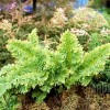 Polypodium cambricum 'Richard Kayse' (Welsh polypody 'Richard Kayse')
