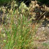 Briza maxima (Greater quaking grass)