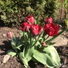 Tulipa 'Rai' (Tulip 'Rai')