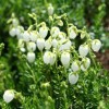 Daboecia cantabrica f. blumii 'White Blum' (Irish heath 'White Blum')
