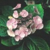 Hydrangea macrophylla 'Muecke' (Hydrangea 'Muecke')