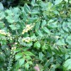 	        Mahonia lomariifolia (Lomaria-leaved mahonia)	    