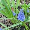 Azure grape hyacinth (Muscari azureum)