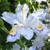 Iris japonica 'Variegata' (Variegated fringed iris)