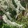 Actaea simplex 'Prichard's Giant'