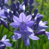 Agapanthus 'Lavender Haze' (African lily 'Lavender Haze')