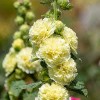 Alcea rosea Chater's Double Group yellow-flowered (Hollyhock Chater's Double Group yellow-flowered)