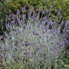 Lavandula angustifolia 'Silver Mist' (English lavender 'Silver Mist')