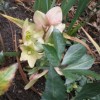 Helleborus niger (Christmas rose)