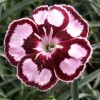 Dianthus 'Devon Sapphire' (Pink 'Devon Sapphire')