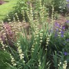 Sisyrinchium striatum 'Aunt May' (Pale yellow-eyed grass 'Aunt May')