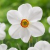 Narcissus 'Actaea' (Daffodil 'Actaea')