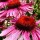 Echinacea purpurea 'Rubinglow'