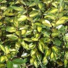 Elaeagnus x ebbingei (Ebbinge's silverberry)