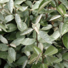 Elaeagnus x ebbingei (Ebbinge's silverberry)