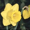 Narcissus 'Brabazon'